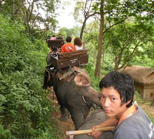 Maesa Elephant Camp