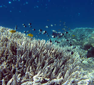 Sharm El Naga - Riff