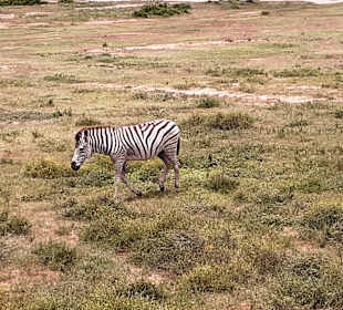 Addo Elephant Park