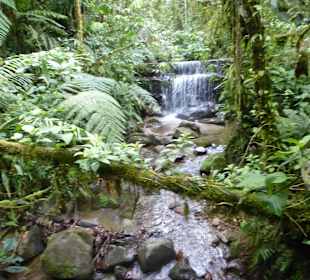 Wanderung durch den Nebelwald/Regenwald
