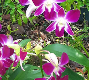 Orchideengarten