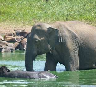 Elefant im Udawallawe Nationalpark