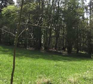 Waldlehrpfad an der Lauter