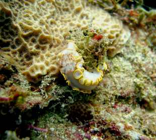 Unterwasserwelt Sosua Merlin Tauchschule