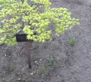 Real Jardín Botánico de Madrid