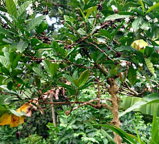 Parque Natural Obô do Príncipe