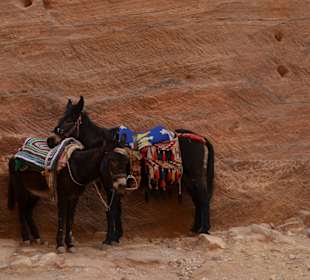 Auch mich kann man mieten