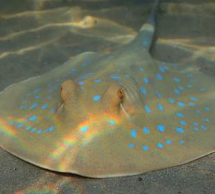 Schnorcheln Coraya Bay Marsa Alam