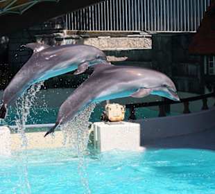 Flying Dolphins