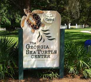 Sea Turtle Center