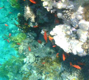 Tolle Unterwasserwelt