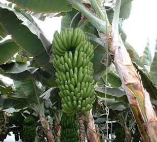 Bananenstaude