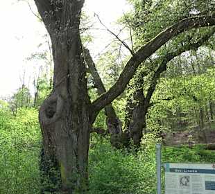 Walderlebnisweg Rottenburg