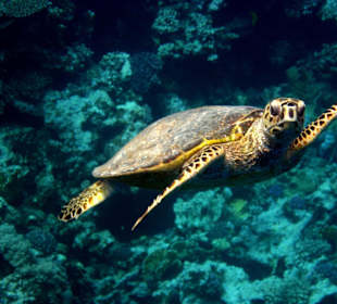 Schildkröte am Hausriff