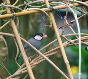 Schmetterlingshaus sind auch mit drin