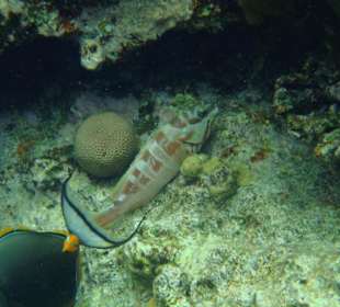 Baskenmützen - Zackenbarsch