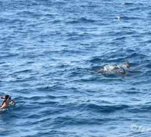 Auf Augenhöhe mit Delphinen
