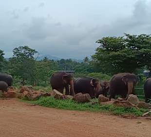 Elefantenwaisenhaus Pinnawela