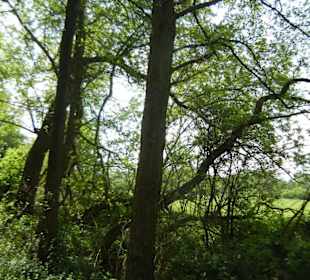 Naturschutzgebiet Boberger Niederung