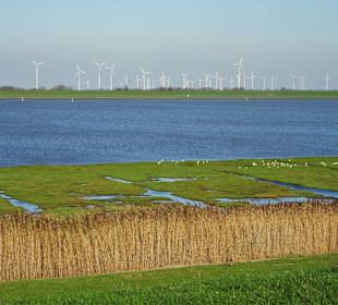 Blick vom Hafen über Polder und Ems