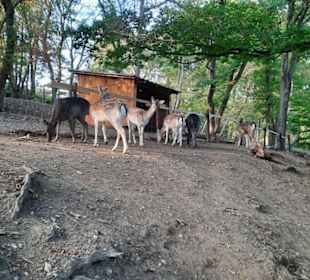 Direkter Kontakt zu den Tieren möglich