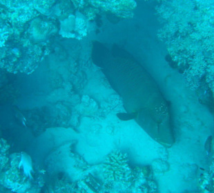 Tauchausflug mit Regina