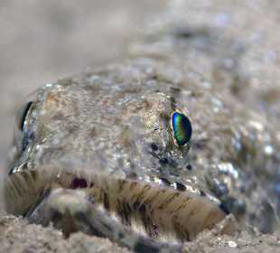 Tauchbasis Freedom Divers Safaga