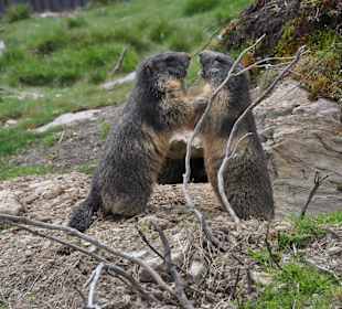 Unsere Murmeltiere