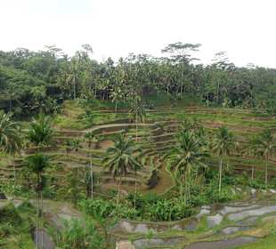 Blick auf die Terrassen