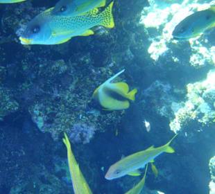 Fische direkt unter dem Steg