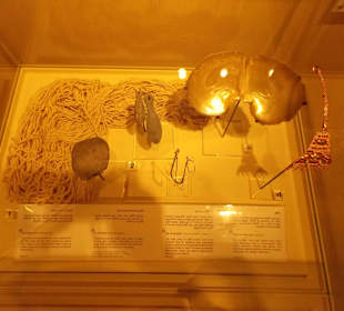 Экспонат исторического музея Шарджи