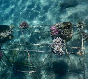 2-3 Meter unter Wasser für Schwimmer ein toller Anblick
