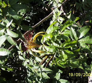 Pflanzenwelt des Deltas