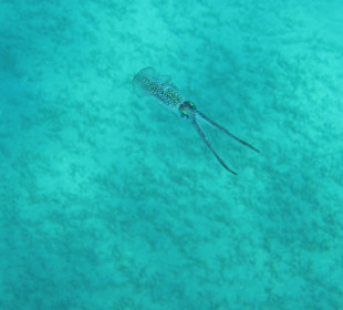 Schnorcheln Marsa Alam