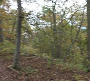 Wandern Rauberweide