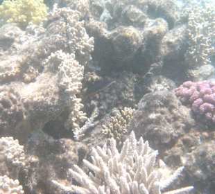 Korallen am Hausriff