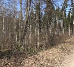 Projekt Bauernwald
