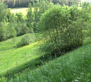 Wanderung Klosterquelle Klosterreichenbach
