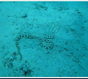 Tauchgebiet Giftun Inseln