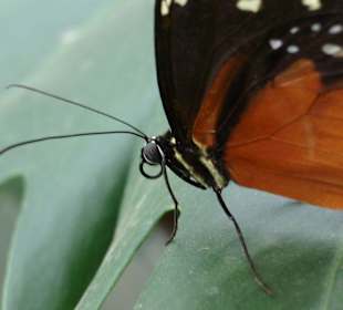 Schmetterlingsgarten im Schlosspark Sayn