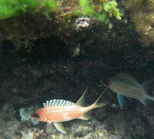 Snapper beim Schnorcheln