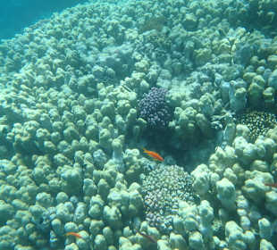 Große Koralle direkt am Steg