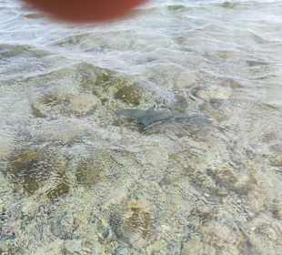 Hai in Shark Bay