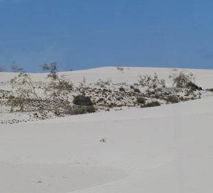 Dünnen von Corralejo