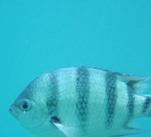 Achtung hier kommt ein Fisch 