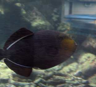 Fisch in den zahlreichen Aquarien