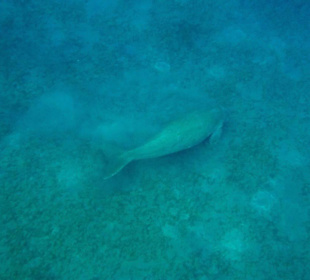 Dugong, Mai 2015