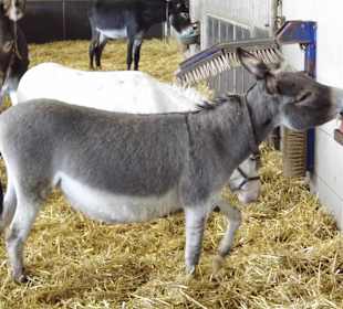 Eselpark-Impressionen