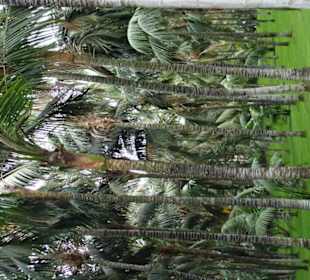 Schöne Palmenplantage