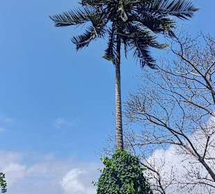 Parque Natural Obô do Príncipe